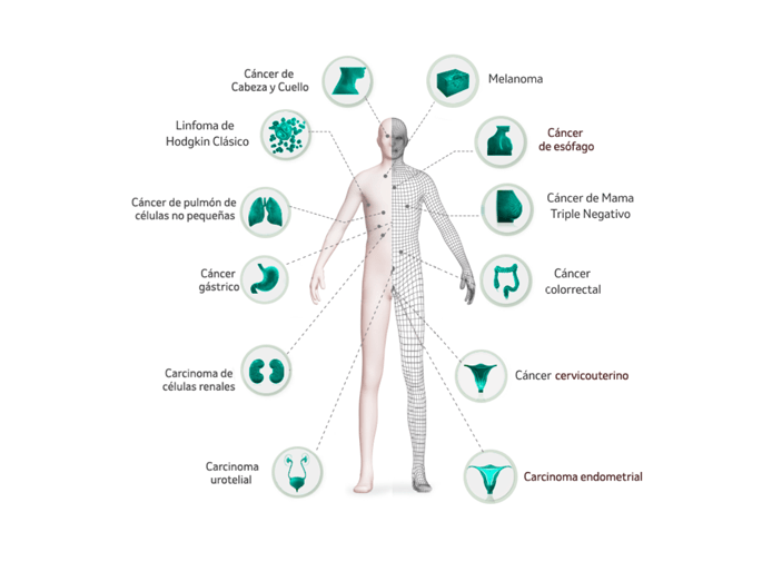 El cuerpo de keytruda